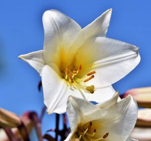 Lilie drzewiaste – okazałe i piękne rośliny cebulowe