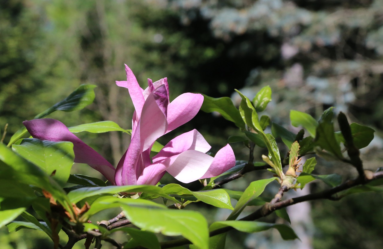 Kwiat magnolii wśród liści