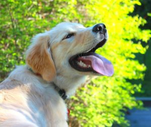 Winda dla niepełnosprawnych psów – szansa na przywrócenie radości ze wspólnych spacerów
