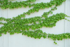 Bluszcz irlandzki (Hedera hibernica) – wszystko co musisz wiedzieć o uprawie tego pnącza