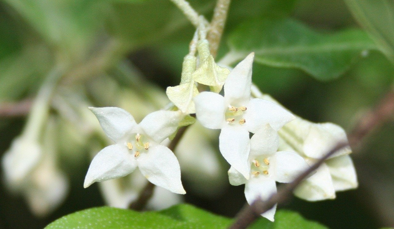 Białe kwiaty oliwnika