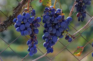 Uporczywe choroby winogrona i sposoby ich zwalczania