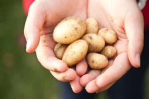Najpopularniejsze odmiany ziemniaków i ich charakterystyka