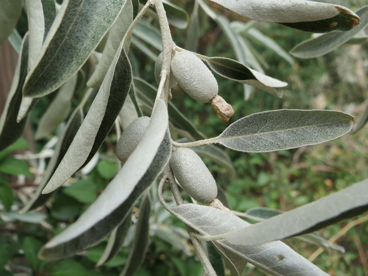 Roślina oliwnik