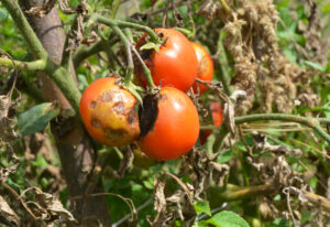 Najczęstsze choroby pomidorów i skuteczne sposoby ich zwalczania
