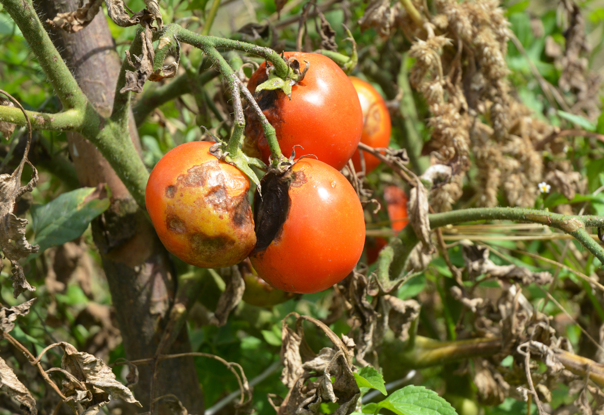 Coroby najczęściej dotykające pomidorów