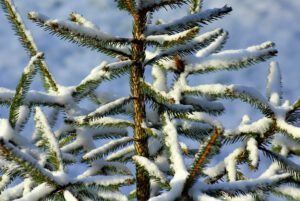 Jak przygotować krzewy iglaste na zimę?
