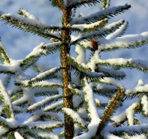 Jak przygotować krzewy iglaste na zimę?