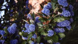 Prusznik niebieski – wszystko co musisz wiedzieć o uprawie i pielęgnacji tej rośliny
