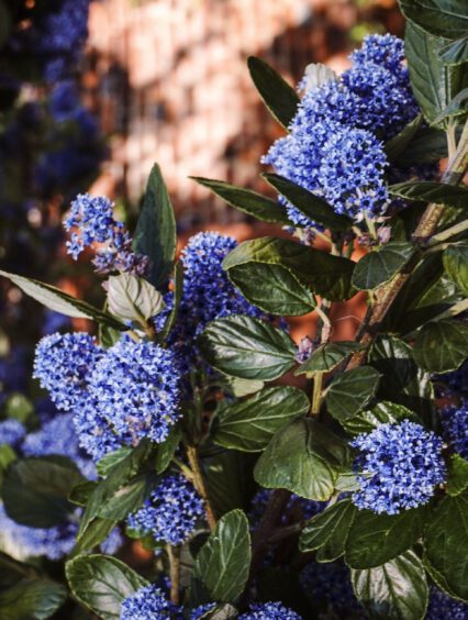 Prusznik niebieski – wszystko co musisz wiedzieć o uprawie i pielęgnacji tej rośliny