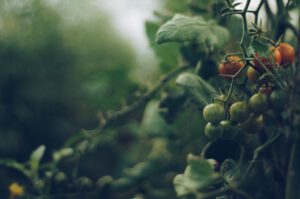 Uprawa pomidorów – kiedy i jak sadzi pomidory?