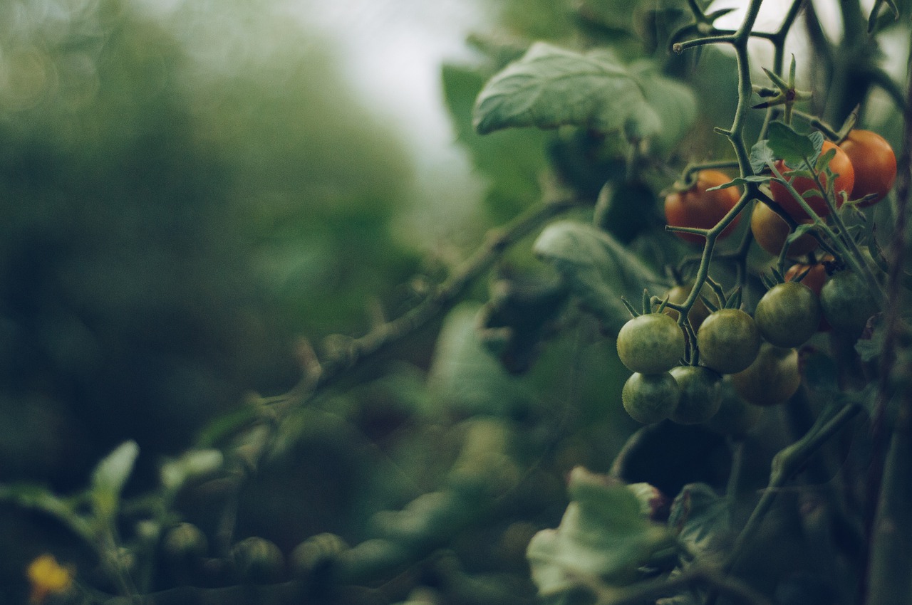 Uprawa i sadzenie pomidorów