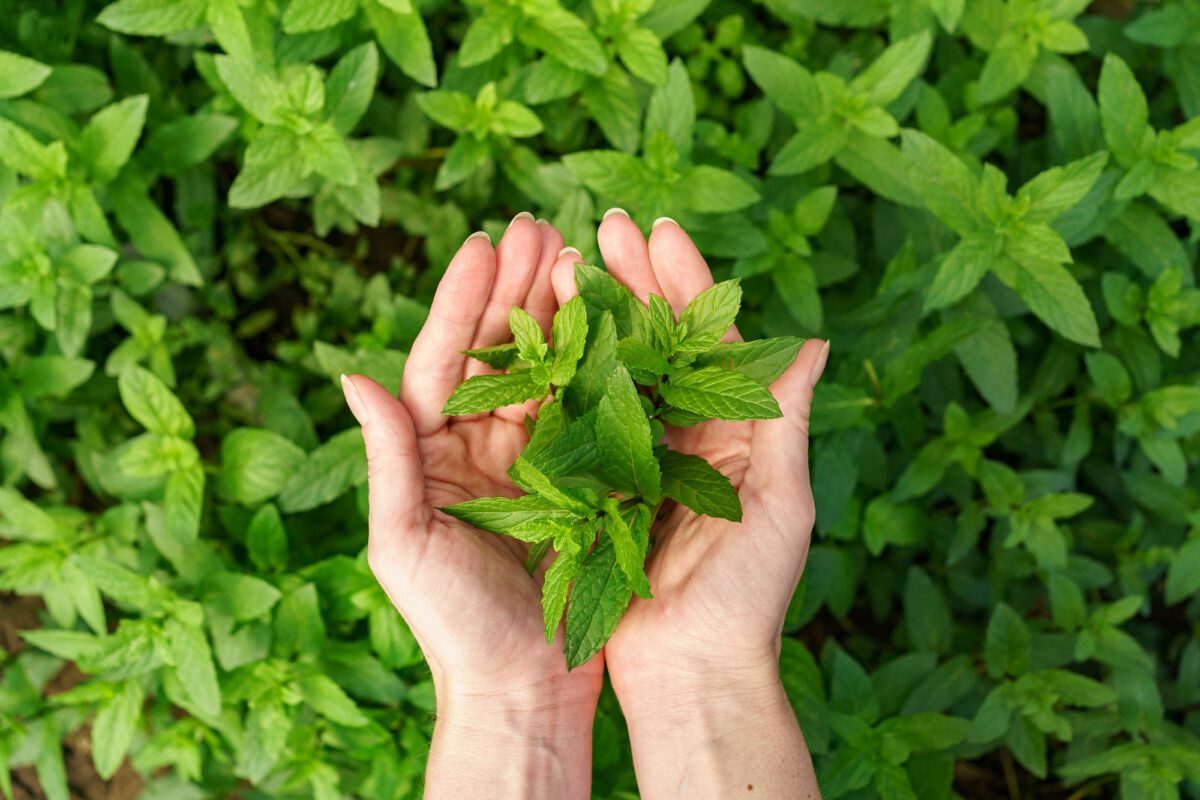 Ręce trzymająca zioła z ogródka