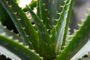 Aloes uzbrojony – właściwości lecznicze, zastosowanie, uprawa