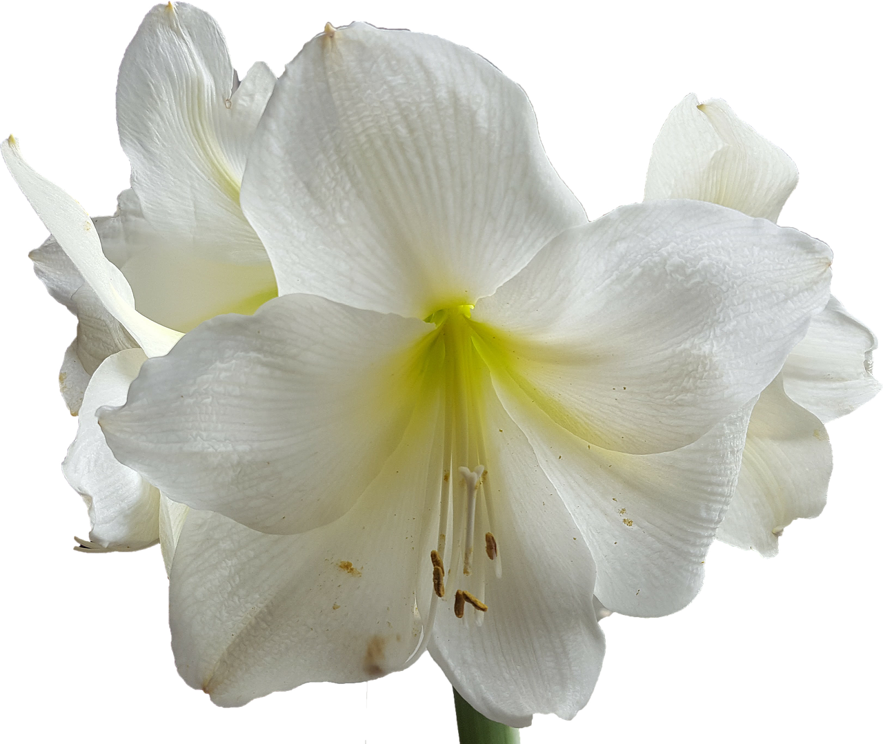 Biały amarylis kwiaty
