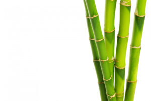 Bambus ogrodowy – wymagania i uprawa