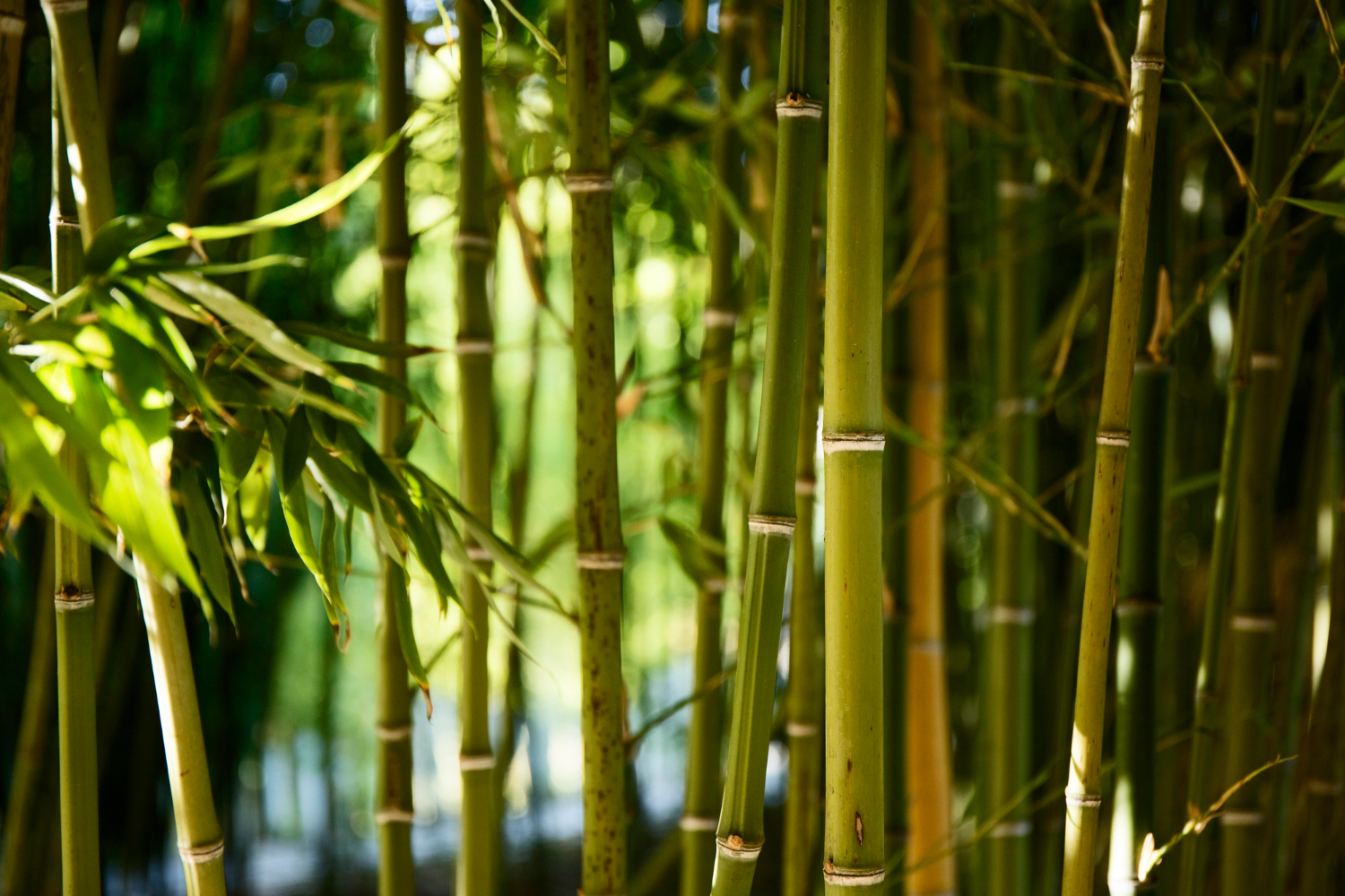 Zielony bambus w ogrodzie