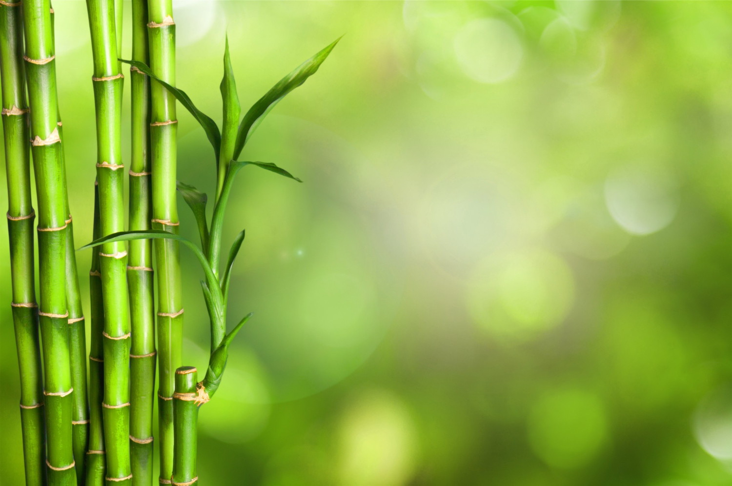 Bambus i jego pielęgnacja