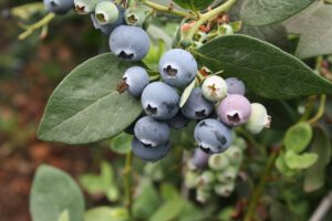 Borówka Bluecrop – sadzenie, uprawa, rozmnażanie, pielęgnacja