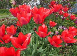 Cebule kwiatowe – jakie odmiany wiosenne i jesienne wybrać?