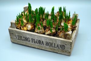 Cebulki tulipanów – jak przechowywać i kiedy sadzić?