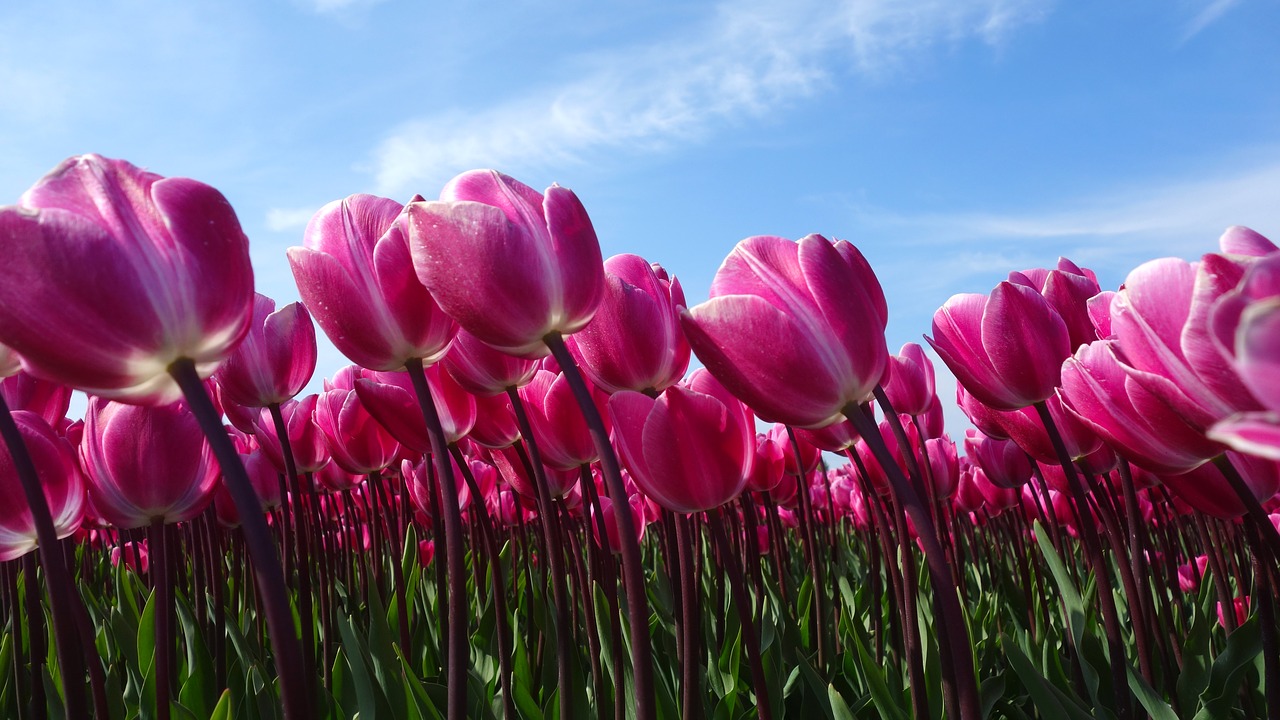 Kwiaty które wyrosły z cebulek tulipanów