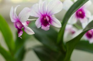 Dendrobium nobile – uprawa, pielęgnacja, rozmnażanie