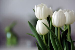 Białe tulipany – co symbolizują? Jak uprawiać białe tulipany w ogrodzie?