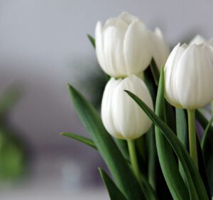 Białe tulipany – co symbolizują? Jak uprawiać białe tulipany w ogrodzie?