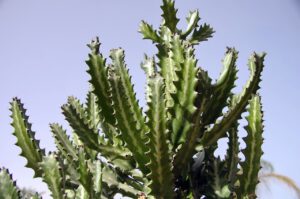 Cereus (Pałczak) – charakterystyka i warunki uprawy
