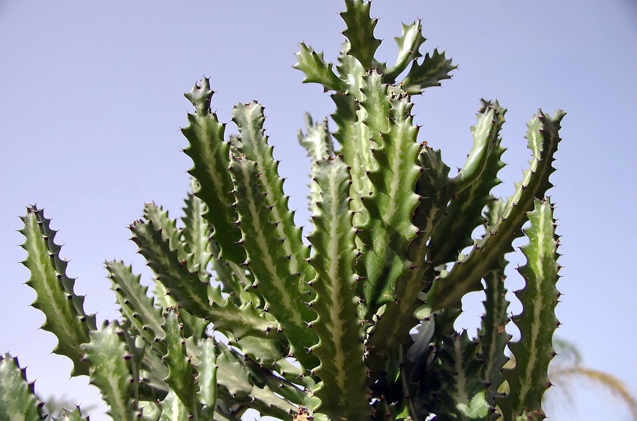 Kaktus cereus
