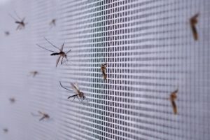 Czy moskitiery skutecznie chronią przed owadami?
