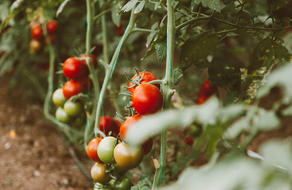 Pomidory i inne warzywa rosnace w przy domowym warzywniaku