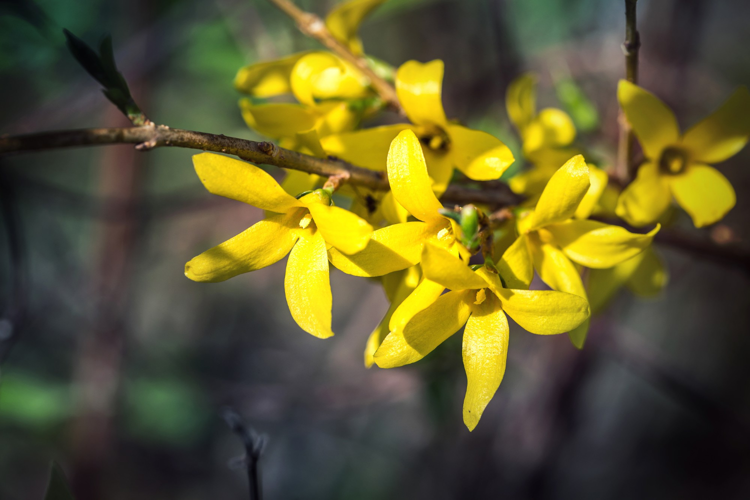 Żółta forsycja jakos piękny krzew ogrodowy