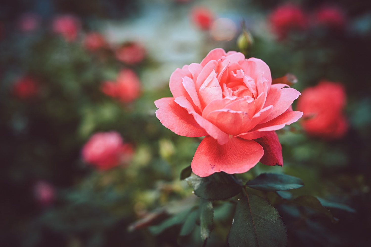 Róża w ogrodzie