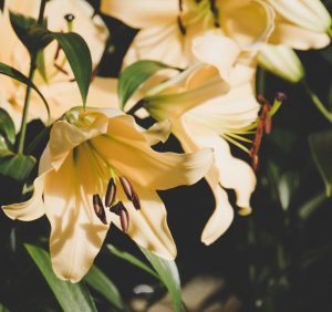 Lilie w ogrodzie – jak prawidłowo je pielęgnować?