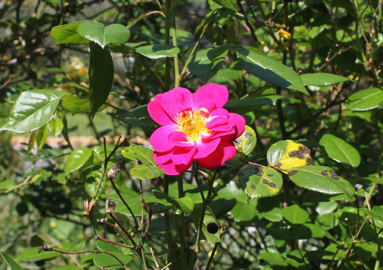 Mała róża w ogródku