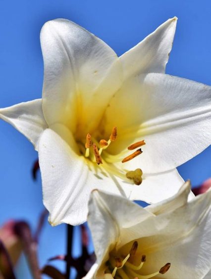 Lilie drzewiaste – okazałe i piękne rośliny cebulowe