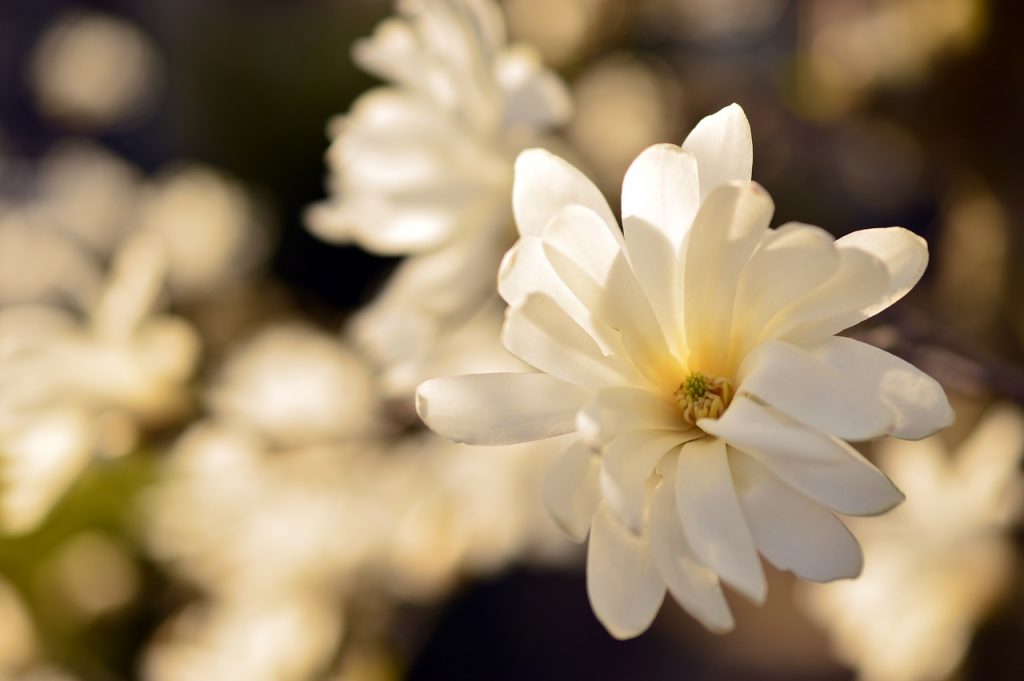 Kwiat magnoli gwiaździstej