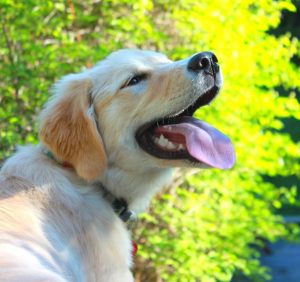 Winda dla niepełnosprawnych psów – szansa na przywrócenie radości ze wspólnych spacerów