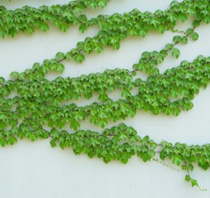 Bluszcz irlandzki (Hedera hibernica) – wszystko co musisz wiedzieć o uprawie tego pnącza