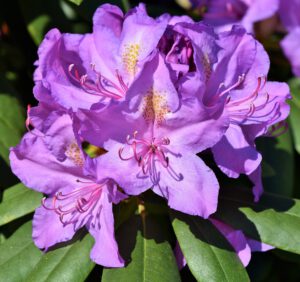12 najładniejszych odmian rododendronów