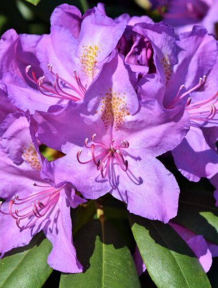 12 najładniejszych odmian rododendronów