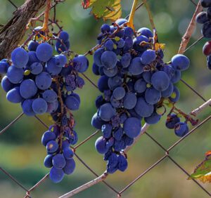Uporczywe choroby winogrona i sposoby ich zwalczania