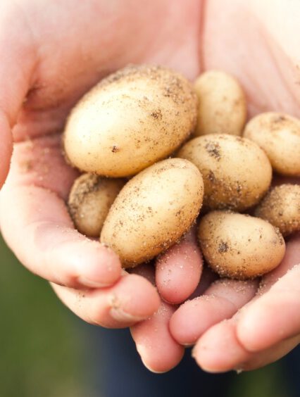 Najpopularniejsze odmiany ziemniaków i ich charakterystyka