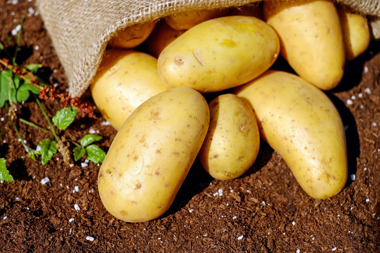 Najpopularniejsze odmiany ziemniaków