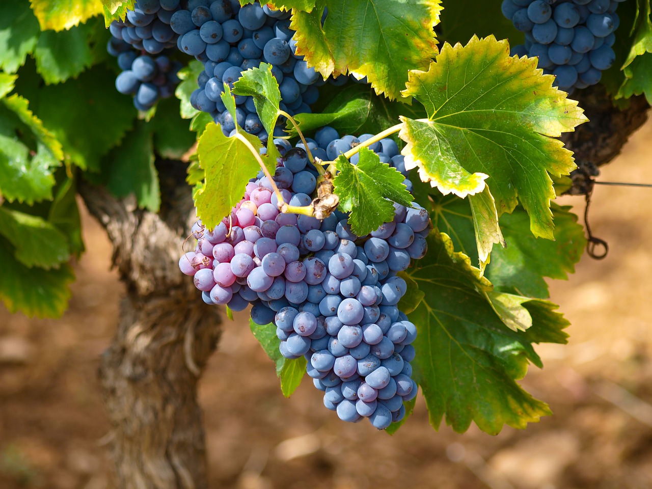 Pielegnacja winogron