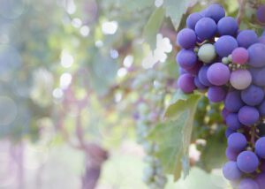 Sadzenie i pielęgnacja winogron