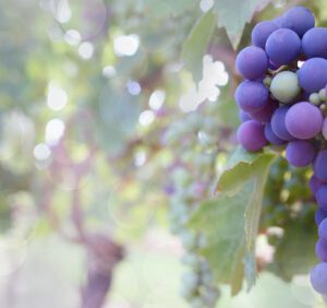 Kiedy i jak sadzimy winogrona – wszystko co musisz wiedzieć
