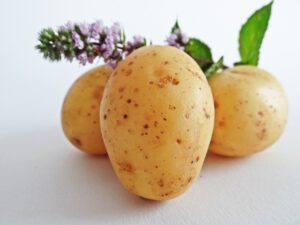 Uprawa ziemniaków wczesnych